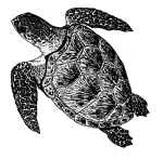 Artwork --- Doesn't Your Awe of Nature Make You Want to Protect It? (Animals and Creatures Directory | Description : This image came from http://www.RadicalGraphics.or... | Tags : Turtle, Sea Turtle, Swim, Swimming, Nature, Conser...) ::: By Radical Graphics (About: All material posted here originally appeared at ht... | Ideals: Anarchy, Animal Liberation, Anti-America, Anti-Bio...)