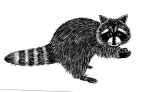 Artwork --- Raccoon  Holding a Nut Gets Disturbed by Onlooker (Animals and Creatures Directory | Description : This image came from http://www.RadicalGraphics.or... | Tags : Raccoon, Tail, Stripes, Mammal, Creature, Animal, ...) ::: By Radical Graphics (About: All material posted here originally appeared at ht... | Ideals: Anarchy, Animal Liberation, Anti-America, Anti-Bio...)