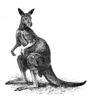 Artwork --- Kangaroo Responds to Questions with Curious Look (Animals and Creatures Directory | Description : This image came from http://www.RadicalGraphics.or... | Tags : Kangaroo, Mammal, Creature, Animal, Tail, Ears, Le...) ::: By Radical Graphics (About: All material posted here originally appeared at ht... | Ideals: Anarchy, Animal Liberation, Anti-America, Anti-Bio...)