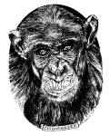 Artwork --- From the Eyes of the Chimpanzee to the Eyes of the Human (Animals and Creatures Directory | Description : This image came from http://www.RadicalGraphics.or... | Tags : Chimp, Chimpanzee, Primate, Animal, Creature, Eyes...) ::: By Radical Graphics (About: All material posted here originally appeared at ht... | Ideals: Anarchy, Animal Liberation, Anti-America, Anti-Bio...)