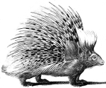 Artwork --- The Humble Porcupine Casts a Long Shadow (Animals and Creatures Directory | Description : This image came from http://www.RadicalGraphics.or... | Tags : Porcupine, Shadow, Quils, Spikes, Stripes, Striped...) ::: By Radical Graphics (About: All material posted here originally appeared at ht... | Ideals: Anarchy, Animal Liberation, Anti-America, Anti-Bio...)