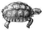 Artwork --- Turtle Scuttling At No Fast Rate (Animals and Creatures Directory | Description : This image came from http://www.RadicalGraphics.or... | Tags : Turtle, Claw, Shell, Eye, Beak, Reptile, Animal, C...) ::: By Radical Graphics (About: All material posted here originally appeared at ht... | Ideals: Anarchy, Animal Liberation, Anti-America, Anti-Bio...)