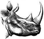 Artwork --- Rhinocerous, the Majestic Beast of the Wilds (Animals and Creatures Directory | Description : This image came from http://www.RadicalGraphics.or... | Tags : Rhino, Rhinocerous, Horn, Ears, Eye, Mammal, Creat...) ::: By Radical Graphics (About: All material posted here originally appeared at ht... | Ideals: Anarchy, Animal Liberation, Anti-America, Anti-Bio...)