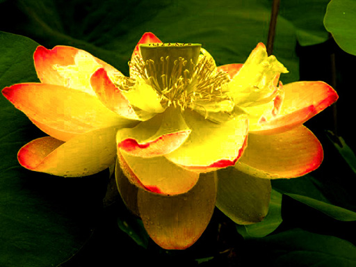 Image from Wikimedia