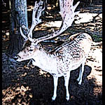 Animal Rights, Vegetarian, and Vegan Information Links