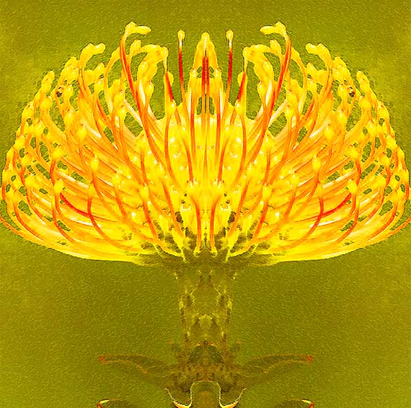 'psychedelic experience through the eye of the mind' by PDPhoto, Edited by Punkerslut