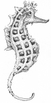 Artwork --- The Sea Horse: Elegance of the Underwater Creatures (Animals and Creatures Directory | Description : This image came from http://www.RadicalGraphics.or... | Tags : Sea Horse, Sea, Ocean, Fish, Swim, Creature, Anima...) ::: By Radical Graphics (About: All material posted here originally appeared at ht... | Ideals: Anarchy, Animal Liberation, Anti-America, Anti-Bio...)