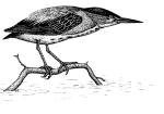 Artwork --- A Cautious Bird Holds onto the Last Remnants of Its Home in the Swamps (Animals and Creatures Directory | Description : This image came from http://www.RadicalGraphics.or... | Tags : Bird, Branch, Wing, Claw, River, Water, Beak, Perc...) ::: By Radical Graphics (About: All material posted here originally appeared at ht... | Ideals: Anarchy, Animal Liberation, Anti-America, Anti-Bio...)
