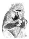 Artwork --- Babboon Delicately Picks Apart Fruit for Sustenance (Animals and Creatures Directory | Description : This image came from http://www.RadicalGraphics.or... | Tags : Babboon, Fruit, Eating, Food, Animal, Primate, Cre...) ::: By Radical Graphics (About: All material posted here originally appeared at ht... | Ideals: Anarchy, Animal Liberation, Anti-America, Anti-Bio...)