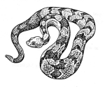 Artwork --- Slithering Snake Curls into a Defensive Position Against Extermination (Animals and Creatures Directory | Description : This image came from http://www.RadicalGraphics.or... | Tags : Rattlesnake, Snake, Slither, Stripes, Reptile, Ani...) ::: By Radical Graphics (About: All material posted here originally appeared at ht... | Ideals: Anarchy, Animal Liberation, Anti-America, Anti-Bio...)