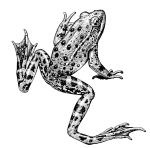 Artwork --- Agile Frog Crawls Toward the Next Pond (Animals and Creatures Directory | Description : This image came from http://www.RadicalGraphics.or... | Tags : Frog, Amphibian, Eye, Webbed Feet, Creature, Anima...) ::: By Radical Graphics (About: All material posted here originally appeared at ht... | Ideals: Anarchy, Animal Liberation, Anti-America, Anti-Bio...)